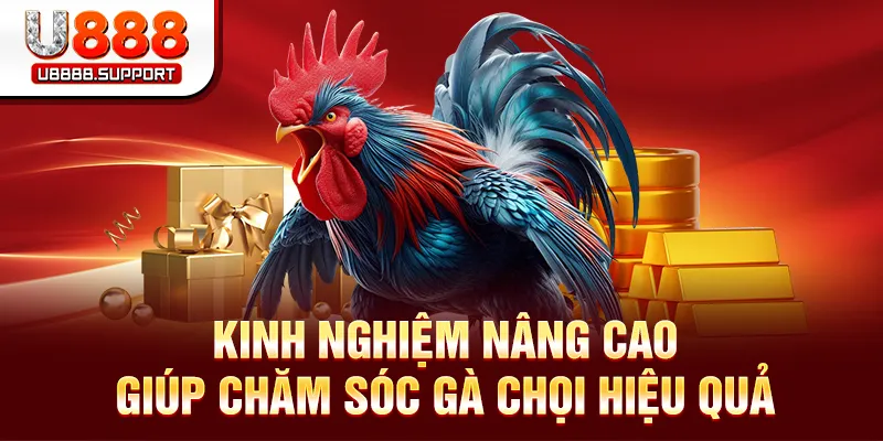 Áp dụng kinh nghiệm nâng cao để chăm sóc gà hiệu quả
