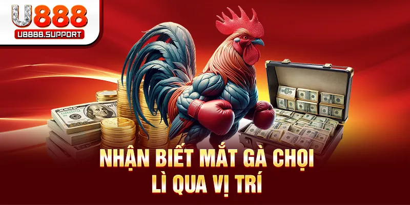 Nhận biết mắt gà chọi lì qua vị trí