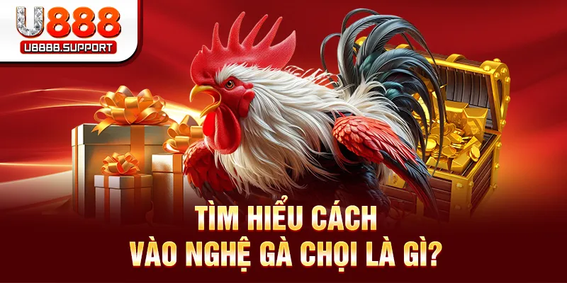 Tìm hiểu cách vào nghệ gà chọi là gì?